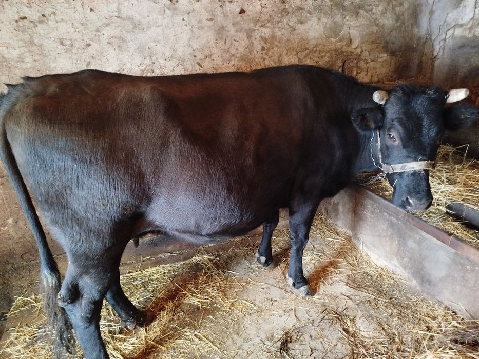 Продам корову тільну