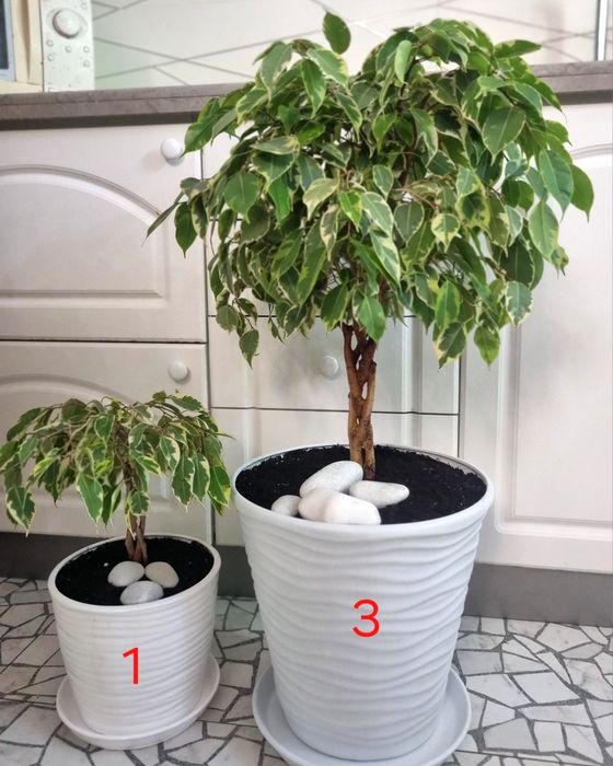 Дизайнерський фікус бонсай