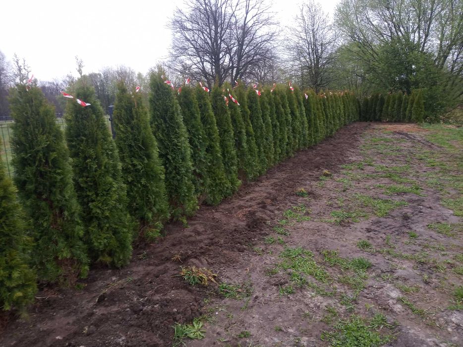 Tuja szmaragd, brabant 180-200cm , dowozimy, sadzimy , tuje do 250cm