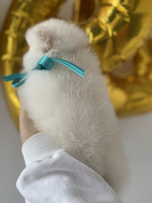 Міні-принци та принцеси Померанські шпіци чекають на свої сімї