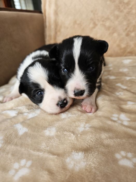 Chłopiec Border Collie