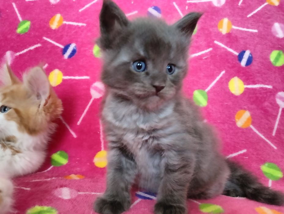 Maine coon niebieski dymny solid  kocur do hodowli FPL bez obostrzeń