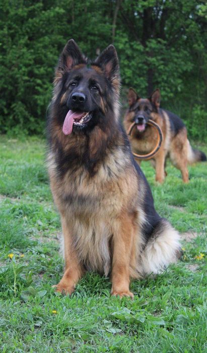 Цуценята німецької вівчарки. Документи КСУ.