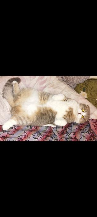 Вислоухий Мурзик ищет невесту
