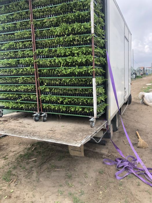 Вирощування любоі розсади на замовлення Выращивание рассады на заказ