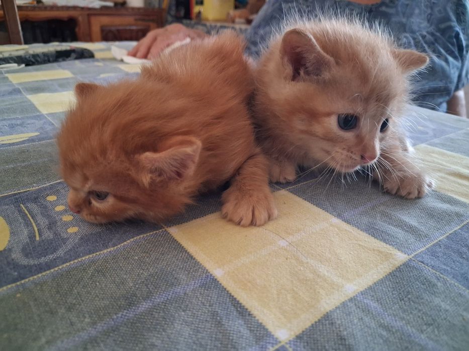 Gatinhos com 1 mês