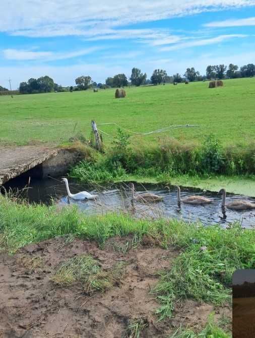 Sprzedam działki budowlane w miejscowości Prądocin ,gmina Deszczno.