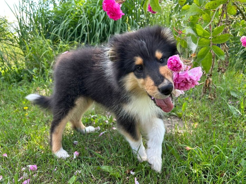 Owczarek szkocki długowłosy collie ZKwP  FCI