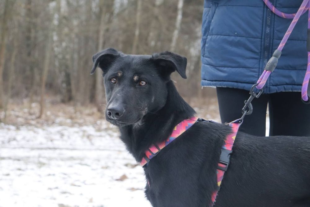 Pokochaj Bossa 2 letni piesek