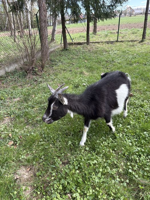 Młoda koza z mlekiem i Capkiem!