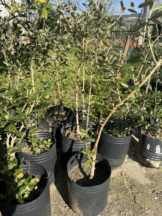 Oliveiras jovens à venda - Plantas resistentes e faceis de cuidar