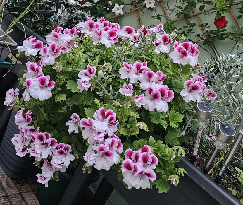 Vaso de 60L com 3 variedades de plantas naturais