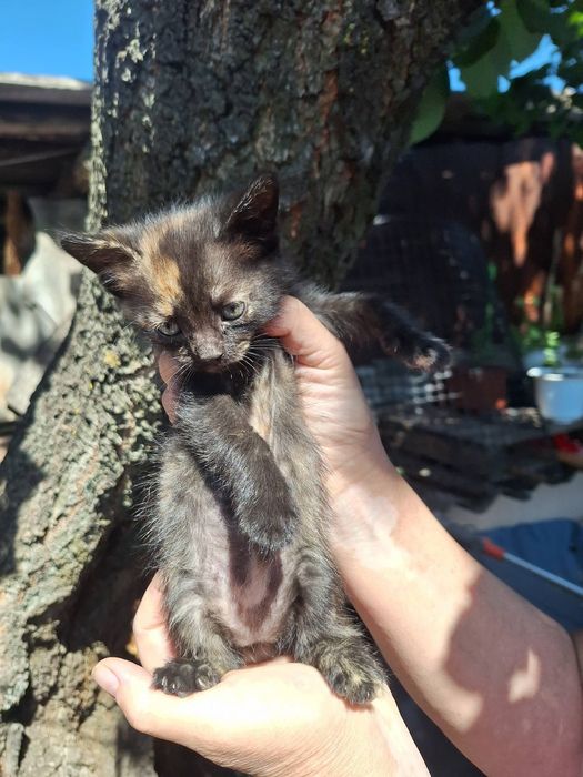 Маленькие котята бесплатно. Котенок даром. Кошка. Кот
