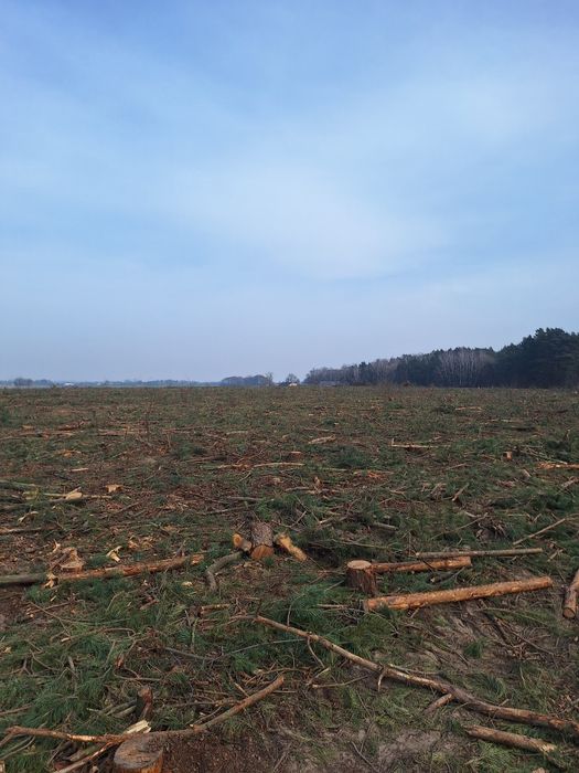 Wycinka drzew lasów samosiewów mulczer mulczowanie skup zrębki