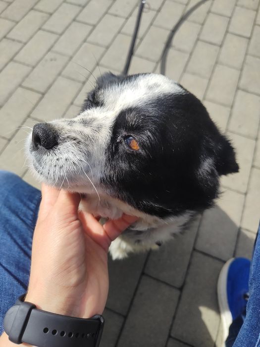 Sunia Diana do adopcji