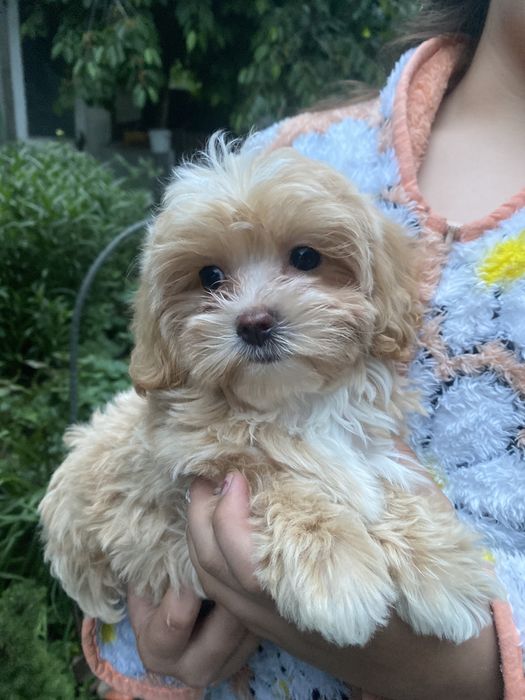 мальтіпу  хлопчики