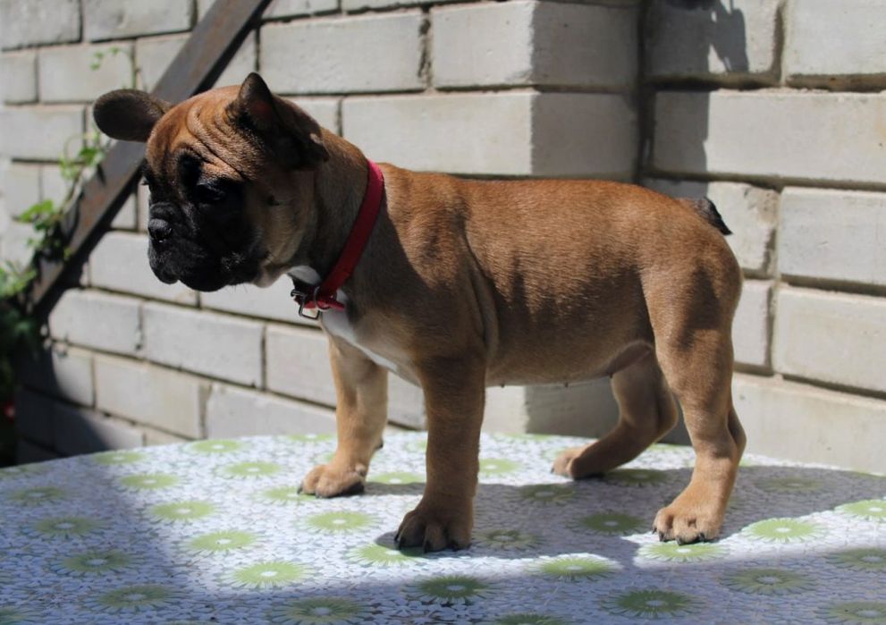 Розкішні французики