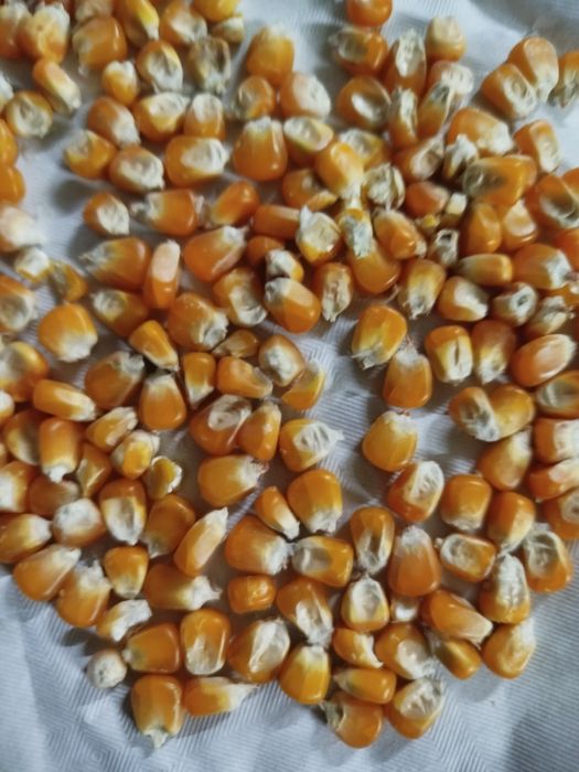 Milho miudo redondo pequeno 30kg14€