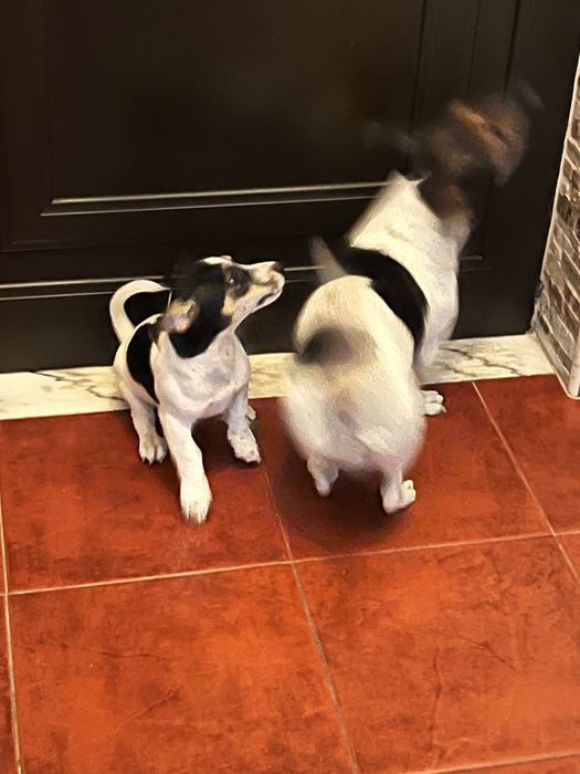 Macho Jack Russell