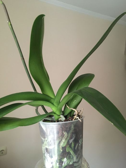 Фаленопсис. Орхидея.