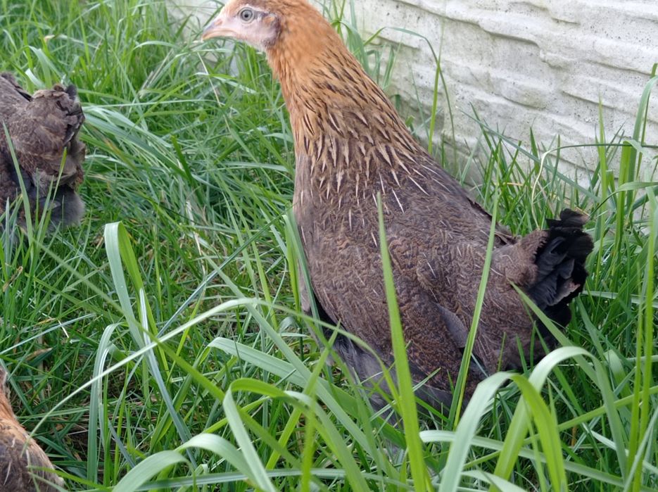 Kury zielononóżki młode nioski kurki zielononóżka