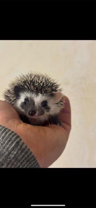 Jeżyki Pigmejskie