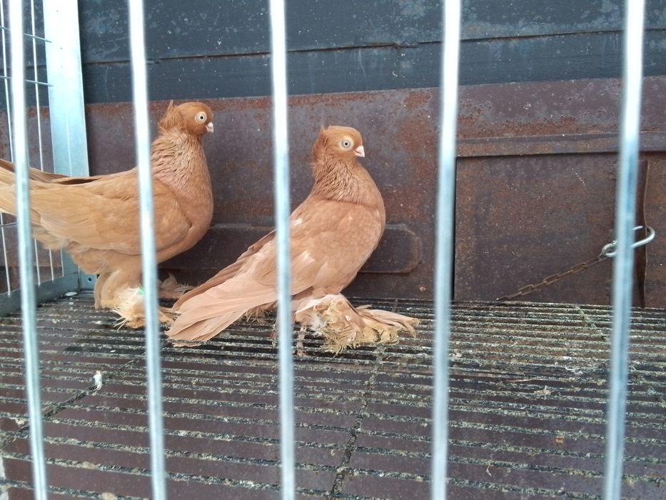 Ptaki gołębie ozdobne