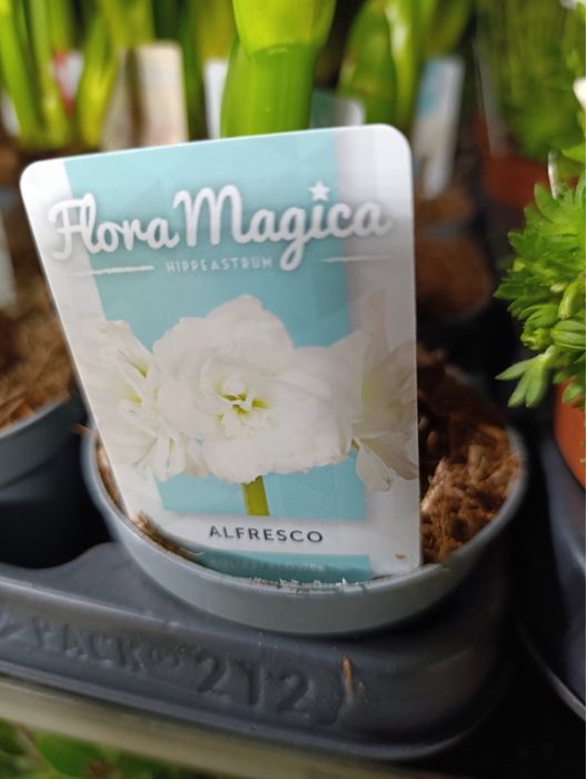 Антуріум.Гіпеаструм.