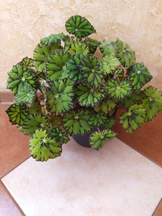 Бегонія тигрова в горщику