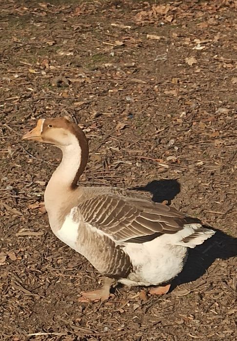 Гусята домашні..