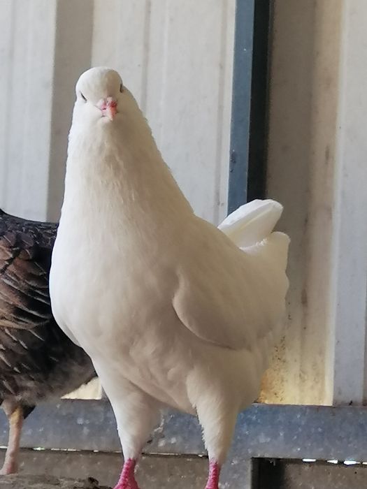 Pombas Viuvinhas, king, Leque, Rola Mansa