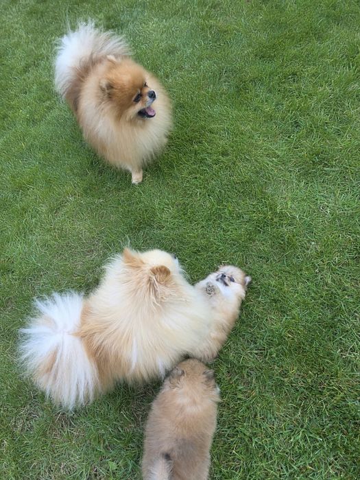 Pomeranian szpic miniaturowy ZKwP FCI