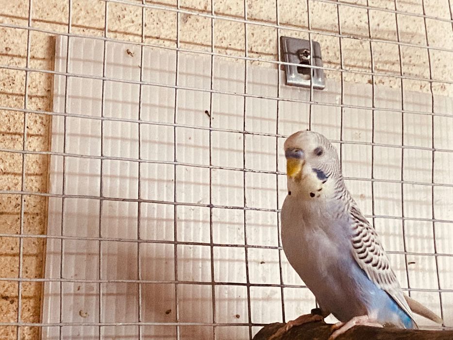 Periquito  texas macho