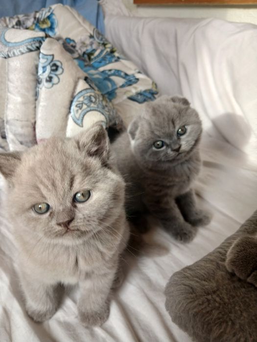 Вісловухий хлопчик , прямовуха дівчинка