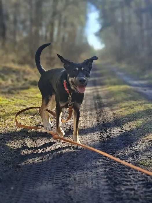 Tokaj 2 letni młody, mądry, pies kochający spacery