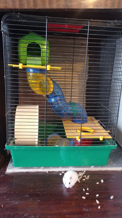 Кліточки на вибір