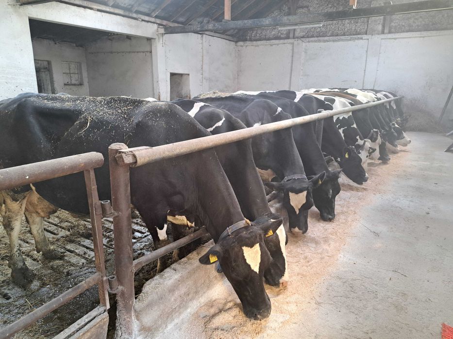 Mobilny dojarz - zastępstwo gospodarza