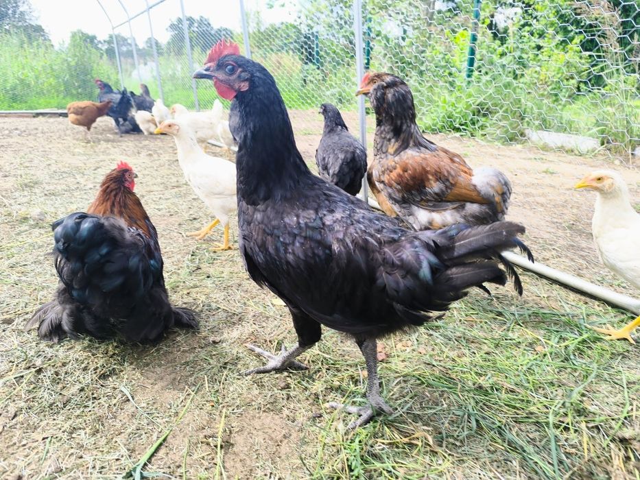 Kogut australorp
