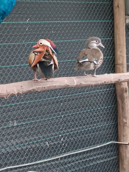 Casal mandarins 2025