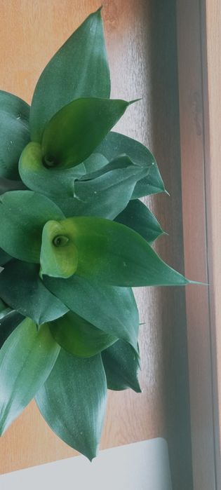 Sanseweria hahni black