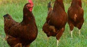 Kurczaki Kury Nioski z wolnego wybiegu ! Rossa Dominant Leghorn i inne