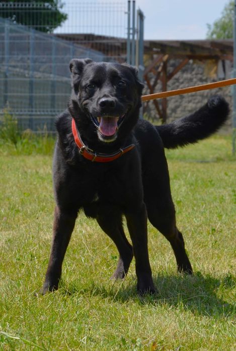 MELO2-adoptuj psa z Lubelskiego schroniska