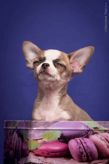 Чихуахуа. Доставка.