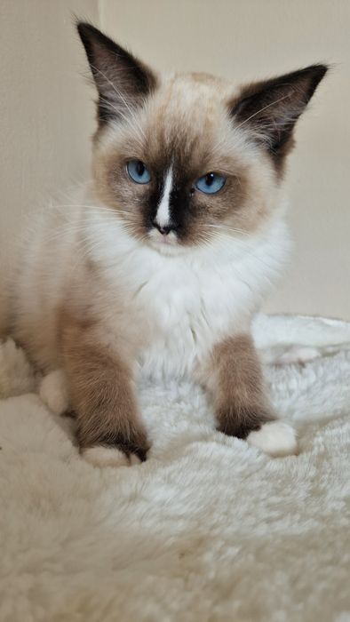 Piękna koteczka ragdoll