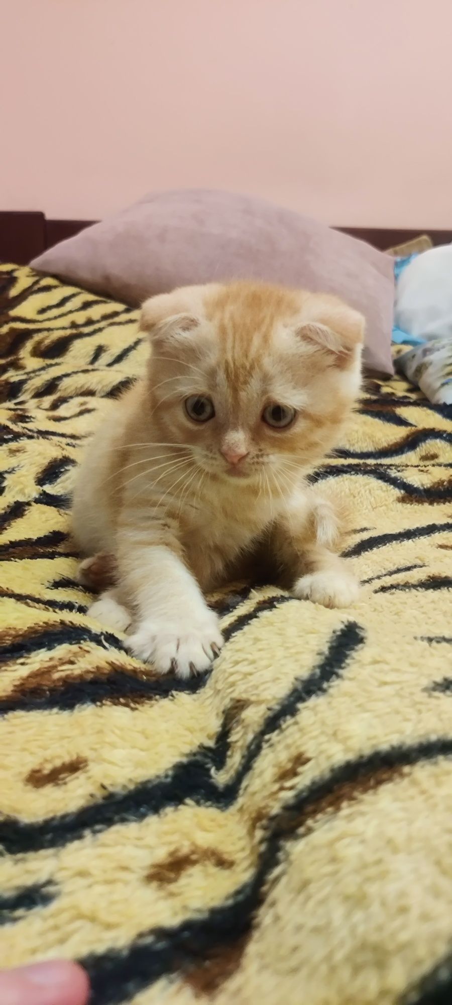Продам британских, шотландские кошинят/ котята: 100 грн. - Коти Бровари ...