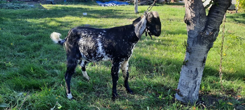Цап . На плем'я .