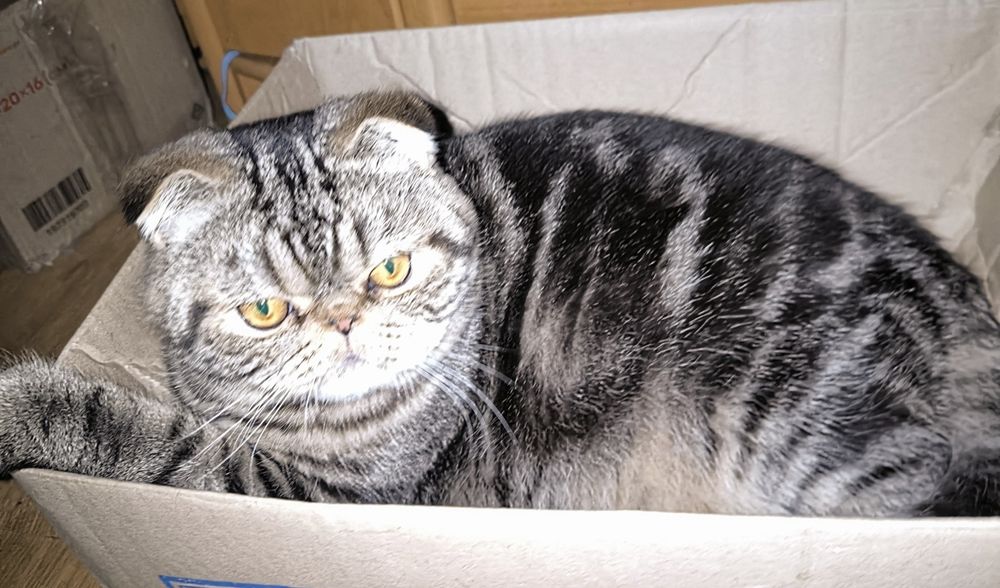 Чарівний хлопець Срочно!