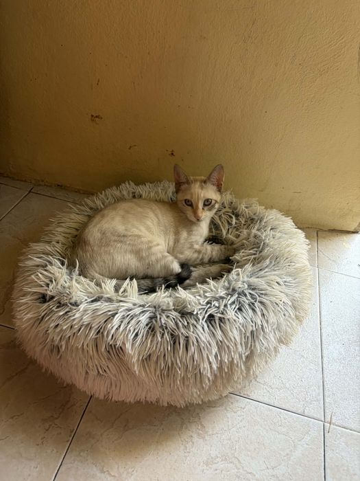 4 Bebés para Adoção!