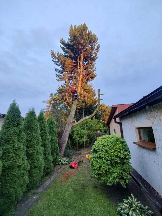Wycinka drzew,skracanie i formowanie koron,ścinka drzew trudnych,rębak