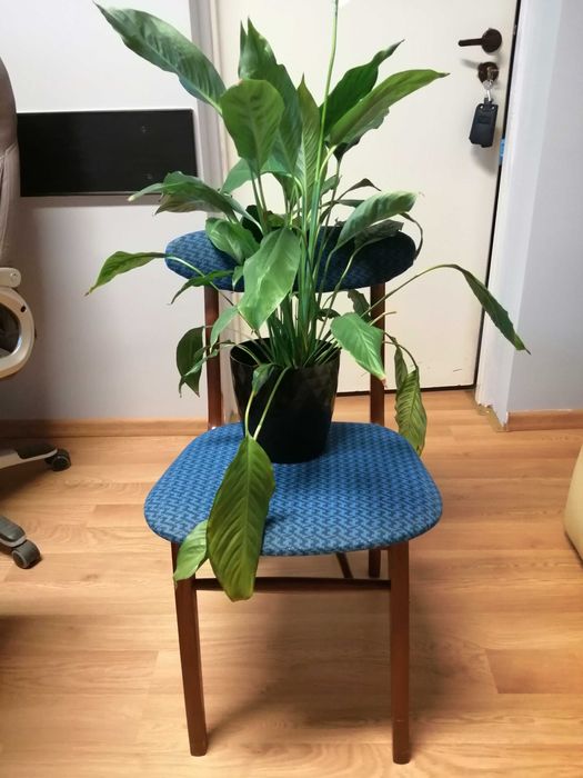 Krzesło Typ A 5908 VAR